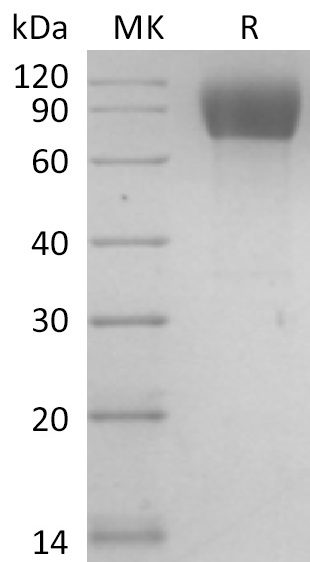 Mouse ICAM-1 +SDS-PAGE.jpg